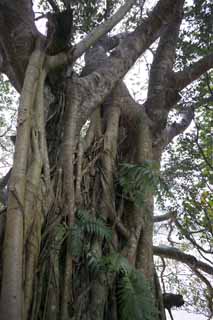 photo, la matire, libre, amnage, dcrivez, photo de la rserve,Un arbre de pays du sud, Patience, cortex, L'aboiement, 