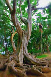 illust, matire, libre, paysage, image, le tableau, crayon de la couleur, colorie, en tirant,Un arbre de pays du sud, cortex, arbre, L'aboiement, 