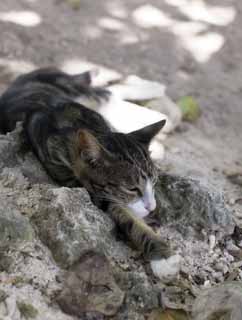 fotografia, materiale, libero il panorama, dipinga, fotografia di scorta,Io prendo un pisolino in una spiaggia, gatto, , , spiaggia sabbiosa