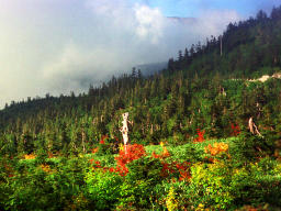 fotografia, materiale, libero il panorama, dipinga, fotografia di scorta,Albero appassito, montagna, boschetto, , 