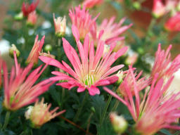 Foto, materieel, vrij, landschap, schilderstuk, bevoorraden foto,Chrysanthemum bloemen, Rose, , , 