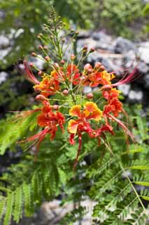 photo, la matire, libre, amnage, dcrivez, photo de la rserve,Une fleur de pays du sud, orange, , , 