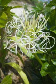 Foto, materieel, vrij, landschap, schilderstuk, bevoorraden foto,Een crinum, , Crinum, , 