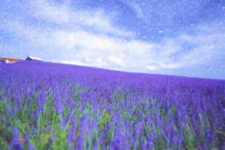 illust, materiell, befreit, Landschaft, Bild, Gemlde, Farbbleistift, Wachsmalstift, Zeichnung,,Ein Lavendel, Lavendel, Blumengarten, Bluliches Violett, Herb