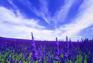 illust, matire, libre, paysage, image, le tableau, crayon de la couleur, colorie, en tirant,Une lavande, lavande, jardin de la fleur, Violette bleutre, Herb