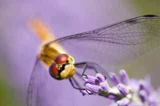 Foto, materiell, befreit, Landschaft, Bild, hat Foto auf Lager,Es ist eine Libelle zu einem Lavendel, Libelle, , , Feder