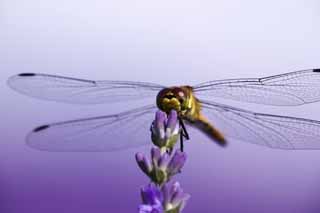 fotografia, material, livra, ajardine, imagine, proveja fotografia, uma liblula a uma lavanda, liblula, , , pena