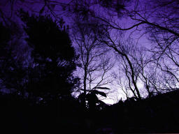 fotografia, materiale, libero il panorama, dipinga, fotografia di scorta,Alberi di fronte ad alba, montagna, boschetto, , 