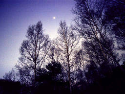 fotografia, materiale, libero il panorama, dipinga, fotografia di scorta,Luna di mattina di un legno, montagna, boschetto, , 