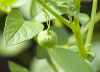 Foto, materieel, vrij, landschap, schilderstuk, bevoorraden foto,Een vrucht van een aardappel, Aardappel, Vrucht, Ik ben groen, 