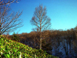 Foto, materieel, vrij, landschap, schilderstuk, bevoorraden foto,Eenzame berkeboom, Berg, Blauwe lucht, , 