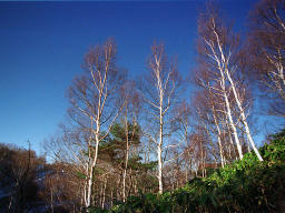 Foto, materieel, vrij, landschap, schilderstuk, bevoorraden foto,Bos des morgens, Berg, Blauwe lucht, , 