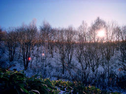 Foto, materiell, befreit, Landschaft, Bild, hat Foto auf Lager,Sonne jenseits eines frhen Winterholzes, Berg, blauer Himmel, , 