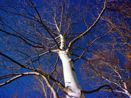 Foto, materieel, vrij, landschap, schilderstuk, bevoorraden foto,Berkeboom groeiend skyward, Berg, Blauwe lucht, , 