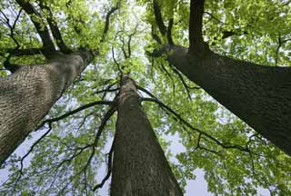 fotografia, materiale, libero il panorama, dipinga, fotografia di scorta,Tre alberi, giovane permesso, cielo blu, L'abbaio, ramo