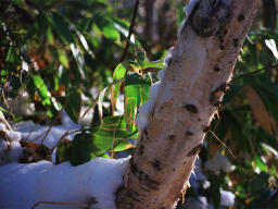 foto,tela,gratis,paisaje,fotografa,idea,Primera nevada, Nieve, , , 