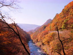 photo, la matire, libre, amnage, dcrivez, photo de la rserve,Valle Agatsuma en l'automne, feuilles de l'automne, , , 