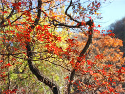 Foto, materiell, befreit, Landschaft, Bild, hat Foto auf Lager,Das Verfrben von Bumen, Herbst geht, , , 