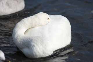 photo,material,free,landscape,picture,stock photo,Creative Commons,A whooper swan dumpling, swan, whooper swan, Lake toe Hutu, butterfly to vomit