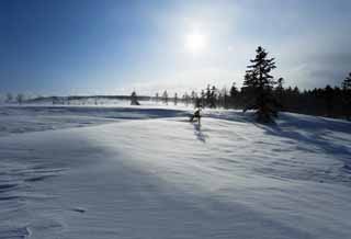 foto,tela,gratis,paisaje,fotografa,idea,rboles de un campo cubierto de nieve, Campo cubierto de nieve, Confera, El sol, Estoy fro