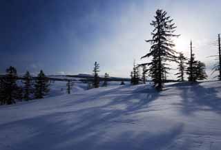 photo, la matire, libre, amnage, dcrivez, photo de la rserve,Arbres d'un champ neigeux, champ neigeux, conifre, Le soleil, J'ai froid