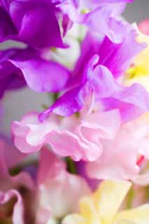 , , , , ,  .,  ., , Purplish , petal, 