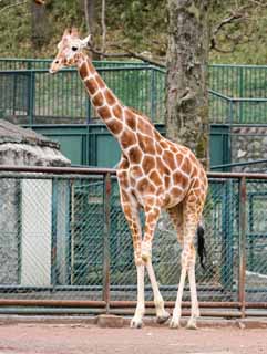 photo, la matire, libre, amnage, dcrivez, photo de la rserve,Une girafe, girafe, , , cou