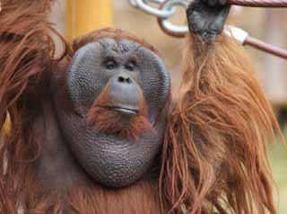 Foto, materiell, befreit, Landschaft, Bild, hat Foto auf Lager,Ein Orang-Utan, , Ein Orang-Utan, Ein anthropoider Menschenaffe, Affe