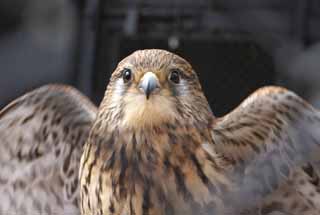 Foto, materieel, vrij, landschap, schilderstuk, bevoorraden foto,Een kestrel, , Kestrel, Raptores, 