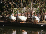 Foto, materiell, befreit, Landschaft, Bild, hat Foto auf Lager,Die Versammlung von Enten, Wasseroberflche, , , 