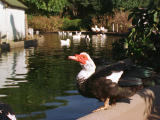 photo,material,free,landscape,picture,stock photo,Creative Commons,Posing bird, water surface, , , 