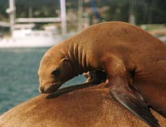 Foto, materieel, vrij, landschap, schilderstuk, bevoorraden foto,Wild sealions, Sealion, Zee, , 