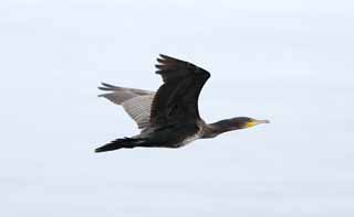 Foto, materieel, vrij, landschap, schilderstuk, bevoorraden foto,Een aalscholver, , Aalscholver, , Wilde vogel