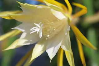 photo,material,free,landscape,picture,stock photo,Creative Commons,A cactus, , Yellow, petal, 