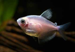 fotografia, materiale, libero il panorama, dipinga, fotografia di scorta,Un nero di colore tetra, Pesce tropicale, Un pesce di ammirazione, Garofano, nero tetra