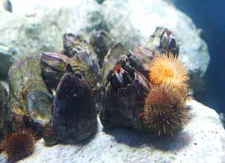 , , , , ,  .,shellfish   urchin, shellfish,  urchin, , 