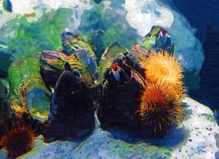 Illust, materieel, vrij, landschap, schilderstuk, schilderstuk, kleuren potlood, crayon, werkje,Een shellfish en een zee urchin, Shellfish, Zee urchin, , 