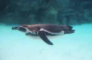 , , , , ,  .,underwater , penguin, , , 