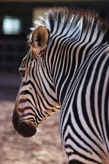 Foto, materiell, befreit, Landschaft, Bild, hat Foto auf Lager,Ein Zebra, Ein Inselpferd, Zebra, , Die Mhne