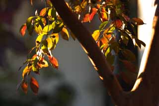 Foto, materieel, vrij, landschap, schilderstuk, bevoorraden foto,De kleurig loof welk glans, Dode verloven, Rood, Herfstachtig landschap, Kleurig verloven