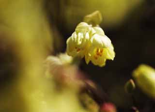 Foto, materiell, befreit, Landschaft, Bild, hat Foto auf Lager,Corylopsis panciflora, , Corylopsis panciflora, Gelb, In Frhling