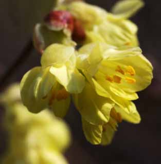 Foto, materiell, befreit, Landschaft, Bild, hat Foto auf Lager,Corylopsis panciflora, , Corylopsis panciflora, Gelb, In Frhling