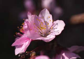 photo,material,free,landscape,picture,stock photo,Creative Commons,Peach blossom, peach, , , flower