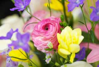 , , , , ,  .,paean   gaiety , ranunculus, , , 