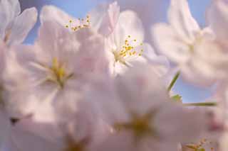 foto,tela,gratis,paisaje,fotografa,idea,Rebosaderos de Cerise y, Cerezo, , , Cerezo de Yoshino