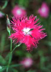 Foto, materieel, vrij, landschap, schilderstuk, bevoorraden foto,Dianthus bloem, Rood, , , 