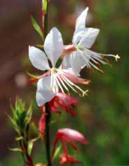 fotografia, materiale, libero il panorama, dipinga, fotografia di scorta,Fiori abbastanza piccoli, bianco, , , 