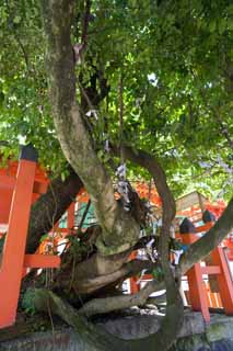 Foto, materiell, befreit, Landschaft, Bild, hat Foto auf Lager,Die schmarotzerhafte Pflanze von sieben Arten von Kasuga Taisha Shrine, Schintoismus, Schintoistischer Schrein, Kind, Unfruchtbarkeit