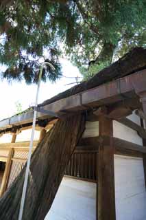 fotografia, materiale, libero il panorama, dipinga, fotografia di scorta,Un Kasuga Taisha tetto di festa di Sacrario, Scintoismo, Sacrario scintoista, Natura, albero enorme