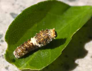 foto,tela,gratis,paisaje,fotografa,idea,Una larva del estilo mariposa, Oruga verde, , Larva, Mariposa